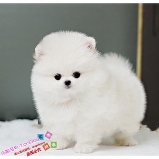 珍犬宠物狗狗包健康y 赛级纯种哈多利球体博美幼犬长不大迷你袖