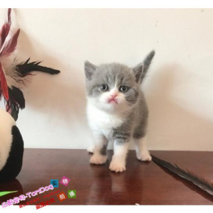 赛级纯种英国短毛猫幼猫英短蓝白活体宠物猫正八五粉蓝白猫活体g