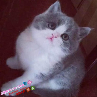 出售蓝白宠物猫英国短毛猫英短蓝白活体幼猫正八字五粉蓝白猫g
