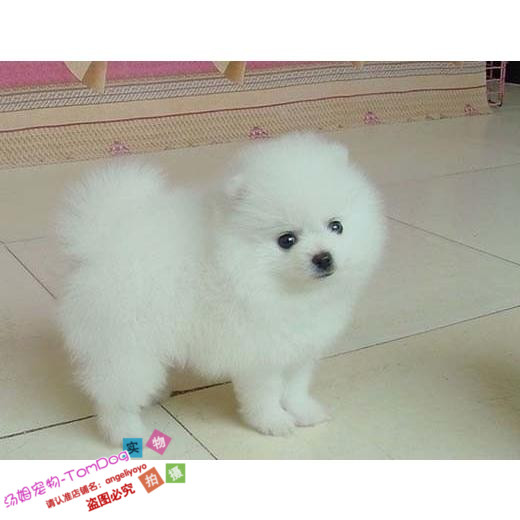 纯白色博美犬纯种茶杯博美日本俊介袖珍球体博美幼犬狗90o