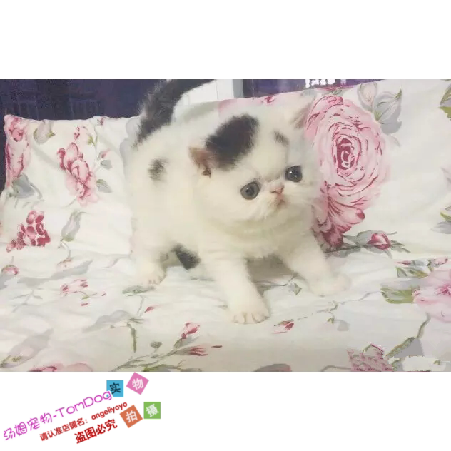 加菲猫宠物猫异国短毛猫家养纯种加菲幼猫活体黑白净梵妹妹加菲g