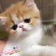 CFA注册猫舍加菲猫活体纯种幼猫宠物猫异国短毛猫红白净梵猫咪g