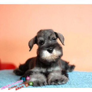 出售纯种巨型雪纳瑞幼犬迷你标准型小体活体宠物狗狗黑银椒盐色g