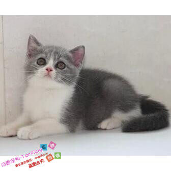预售蓝白双色英短八字脸英短蓝猫英国短毛猫纯种宠物猫活体g