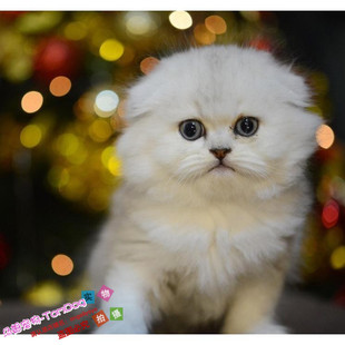 赛级折耳猫幼猫活体宠物猫英国短毛猫纯种英短猫英短银渐层活体g