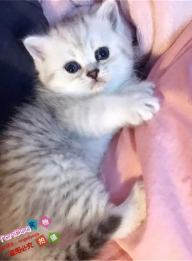 活体银点渐层英国短毛猫
