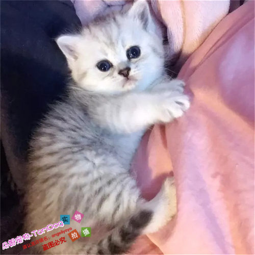 活体银点渐层英国短毛猫