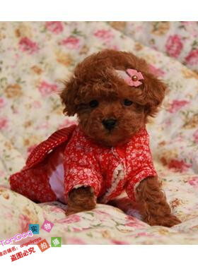 赛级红泰迪幼犬茶杯长不大的泰迪狗玩具型迷你赛级灰色贵宾37g