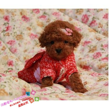 赛级红泰迪幼犬茶杯长不大的泰迪狗玩具型迷你赛级灰色贵宾37g