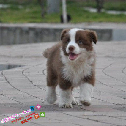活体咖啡色纯种出售边境牧羊犬