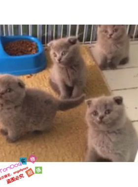 包子脸蓝色纯种活体英国短毛猫