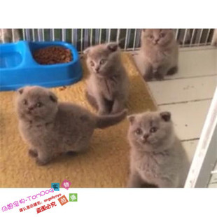 英短蓝猫宠物家养猫咪蓝色纯种英国短毛猫包子脸活体英短立耳猫g
