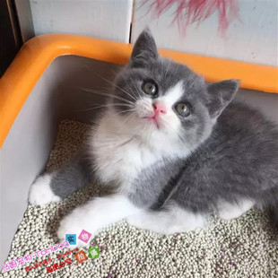 赛级英短蓝白蓝猫猫活体纯种英国短毛猫小猫公猫活体纯种猫g