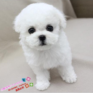 出售法国纯种比熊幼犬迷你小体比熊犬茶杯犬小型犬宠物狗狗BX7g