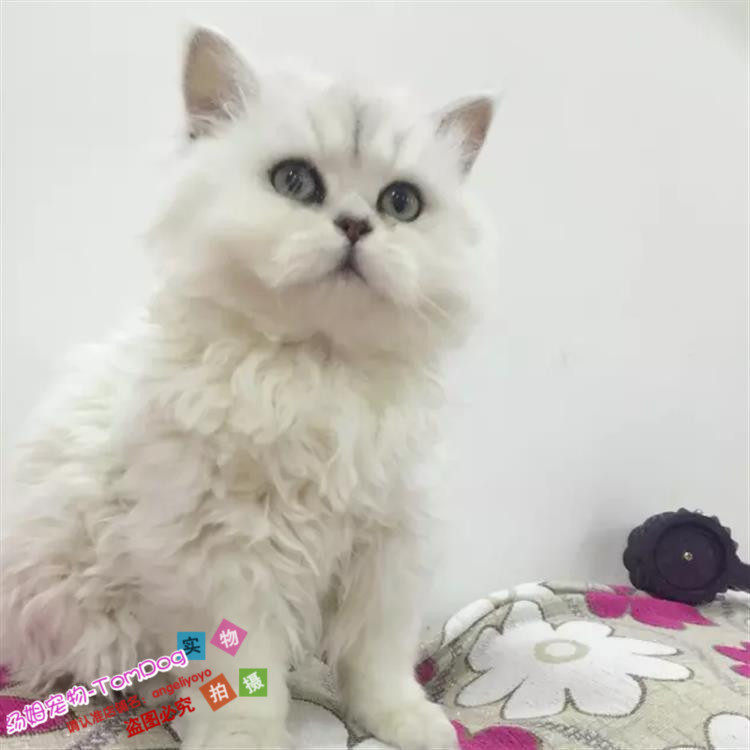 出售金吉拉幼猫活体纯种白色长毛猫家养大眼睛宠物猫包邮g