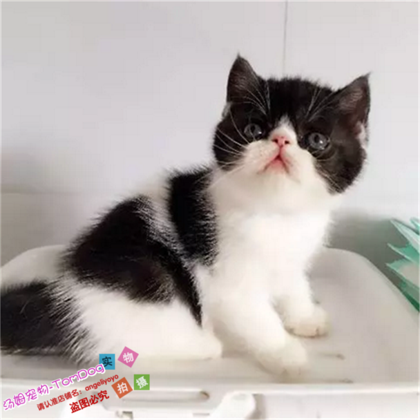 纯种活体黑白异国短毛猫