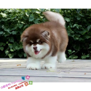 赛级阿拉斯加雪橇犬纯种阿拉斯加黑色灰色红色幼犬宠物狗狗g