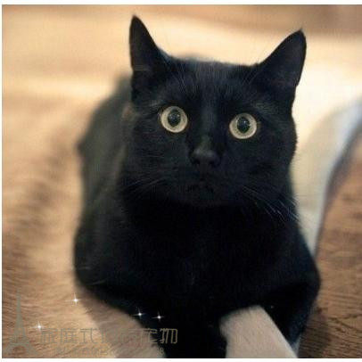 上海纯种猫咪赛级血统孟买猫幼猫活体宠物猫孟买小黑猫黑豹短毛g,宠物/宠物食品及用品,猫咪,淘宝优惠券,粉丝福利购,淘宝优惠卷