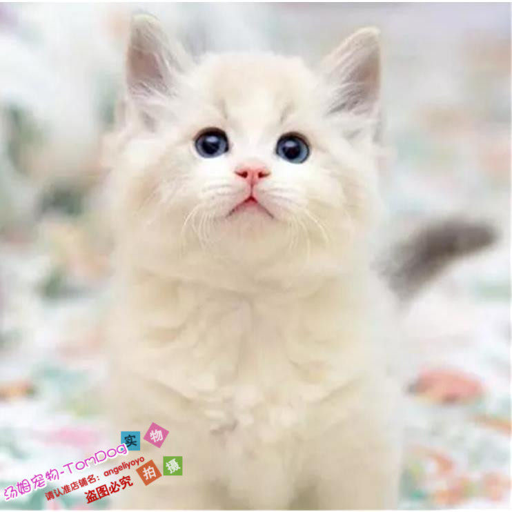 赛级蓝双布偶猫咪活体家养长毛猫宠物活体纯种猫蓝眼睛猫幼猫g