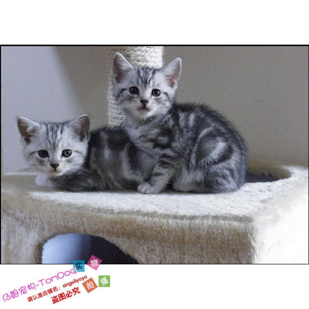 纯种美国短毛猫幼猫活体家养美短银虎斑宠物猫幼猫活体萌宠可爱e