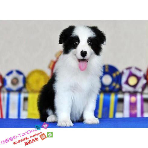 赛级边境牧羊犬狗狗边牧纯种幼犬活体双血统七白到位家养出售g