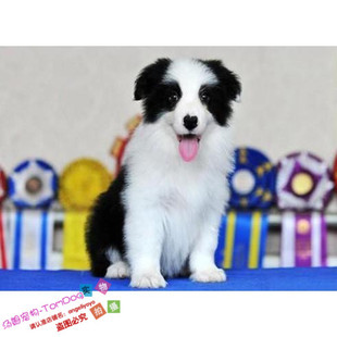 赛级边境牧羊犬狗狗边牧纯种幼犬活体双血统七白到位家养出售g