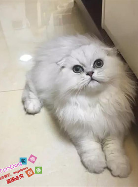 出售金吉拉幼猫长毛猫纯种家养银渐层绿眼宠物猫活体高地折耳猫g