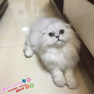 出售金吉拉幼猫长毛猫纯种家养银渐层绿眼宠物猫活体高地折耳猫y