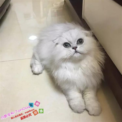 出售金吉拉纯种银渐层活体折耳猫