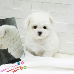 出售法国纯种比熊幼犬迷你小体比熊犬茶杯犬小型犬宠物狗狗BX3g