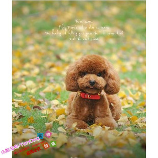 赛级红泰迪幼犬茶杯长不大的泰迪狗玩具型迷你赛级灰色贵宾50g