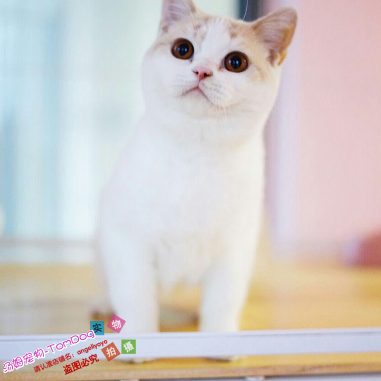 纯种猫咪活体血统猫乳白黄白奶油梵文DD繁育级种公宠物家养猫g,宠物/宠物食品及用品,猫咪,淘宝优惠券,粉丝福利购,淘宝优惠卷