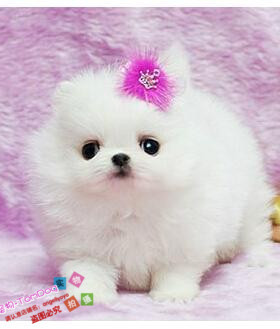 纯白色博美犬纯种茶杯博美日本俊介袖珍球体博美幼犬狗62g