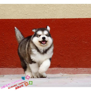 阿拉斯加雪橇犬宠物狗g 预售纯种阿拉斯加幼犬巨型桃脸十字脸熊版