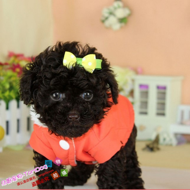 Korean Teddy black Teddy teacup dog mini family dog smart healthy cute y