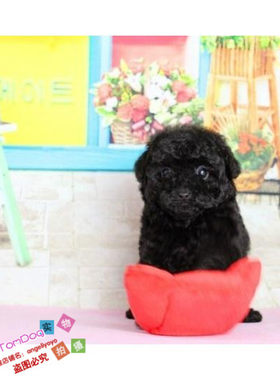 贵妇犬玩具纯种活体黑色宠物狗狗