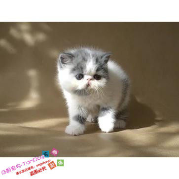 加菲猫宠物猫咪异国短毛猫家养纯种短毛猫幼猫活体加菲蓝白弟弟g,宠物/宠物食品及用品,猫咪,淘宝优惠券,粉丝福利购,淘宝优惠卷