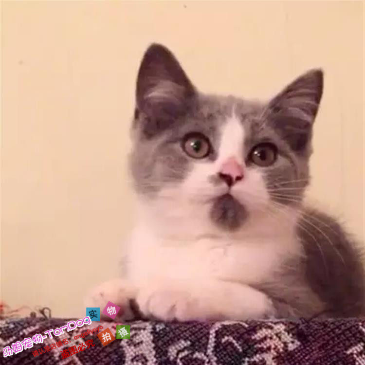 出售英短宠物猫纯种英国短毛猫英短蓝白活体幼猫八字脸英短幼猫g