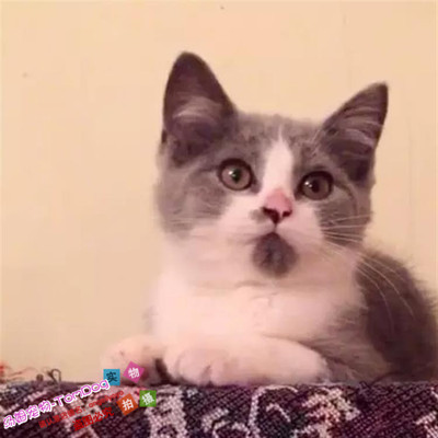 出售纯种蓝白活体英国短毛猫
