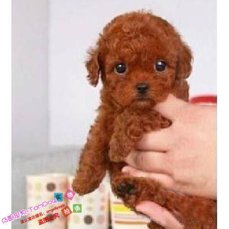赛级狗窝纯种微小玩具型红泰迪幼犬宠物狗狗颜色深体型小g,宠物/宠物食品及用品,狗狗,淘宝优惠券,粉丝福利购,淘宝优惠卷