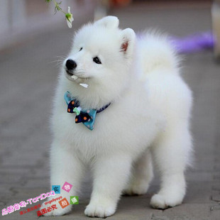 出售宠物狗狗纯种微笑天使萨摩耶雪橇犬萨摩耶幼犬活体家养雪白g