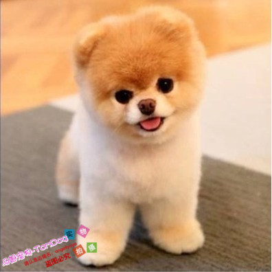 纯白色茶杯日本俊介袖珍博美幼犬图片