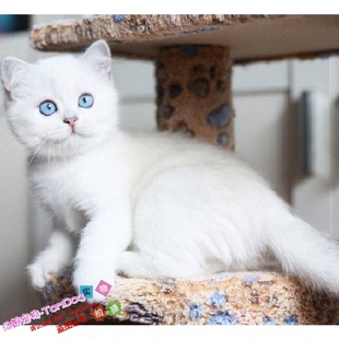 英短银渐层蓝猫英国短毛猫俄罗斯蓝猫加白纯种活体纯种猫幼猫g