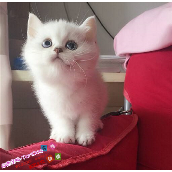宠物小猫咪纯种英国短毛猫银金渐层英短立耳折耳活体幼猫幼崽e