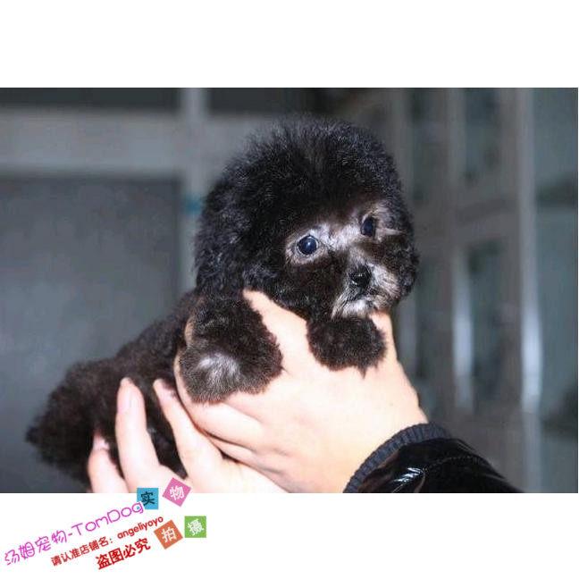 纯种の泰迪屋茶杯灰色泰迪幼犬活体贵宾mm双血统宠物狗灰泰迪g,宠物/宠物食品及用品,狗狗,淘宝优惠券,粉丝福利购,淘宝优惠卷