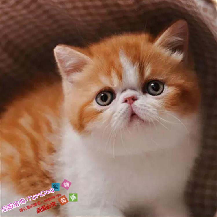 CFA赛级异国短毛猫幼猫加菲猫纯种宠物猫活体加菲幼猫双血统g