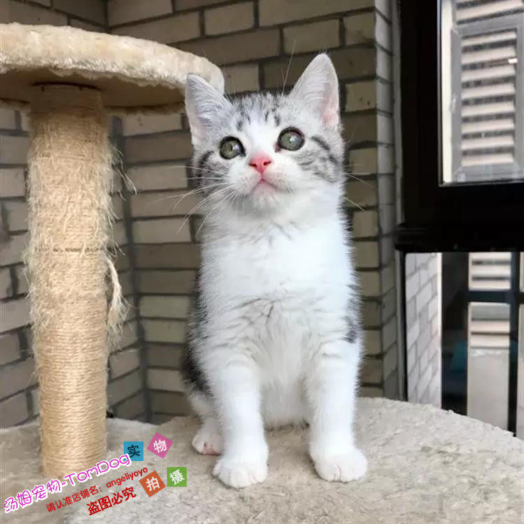 宠物活体小猫咪纯种美国短毛猫标斑虎斑美短加白立耳折耳幼猫g,宠物/宠物食品及用品,猫咪,淘宝优惠券,粉丝福利购,淘宝优惠卷