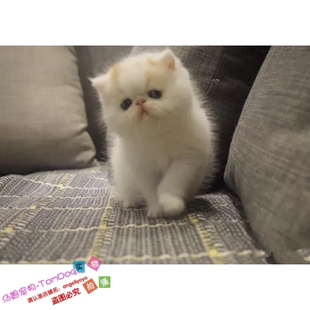 注册猫舍出售加菲猫宠物猫异国短毛猫纯种幼猫活红樊加菲弟弟g