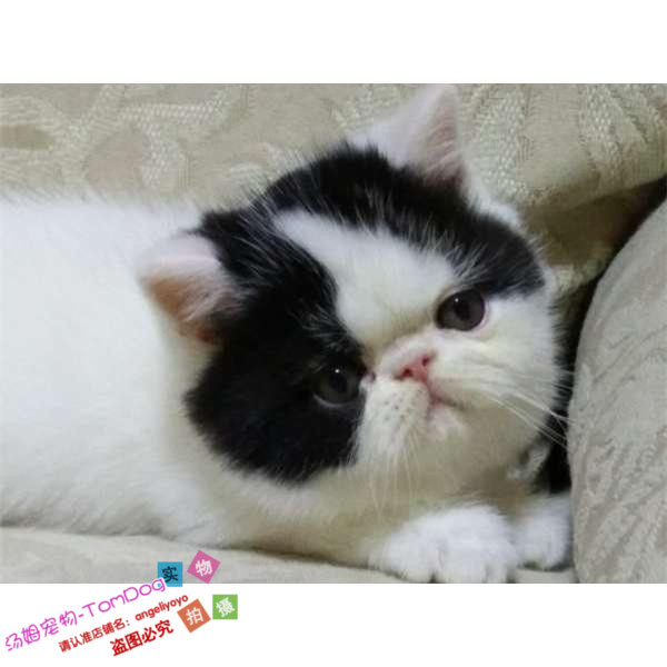 纯种活体黑白异国短毛猫
