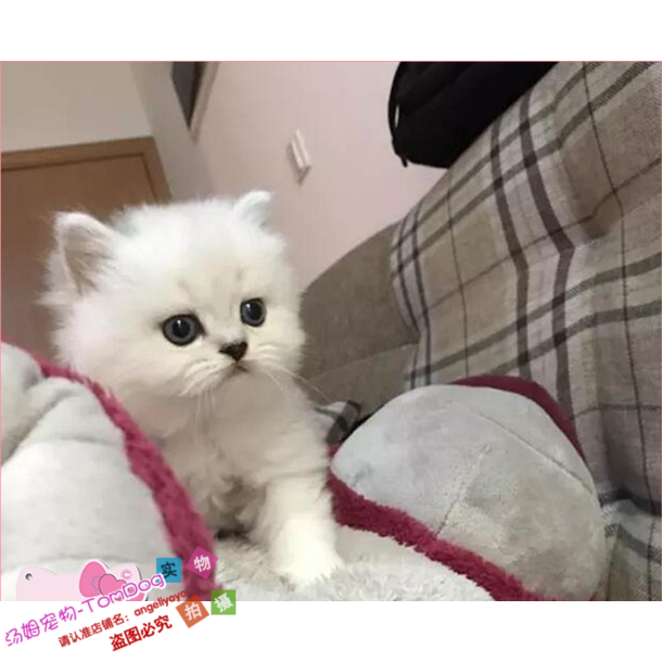 金吉拉猫幼猫金吉拉长毛猫活体宠物猫纯种宠物猫幼猫金吉拉g